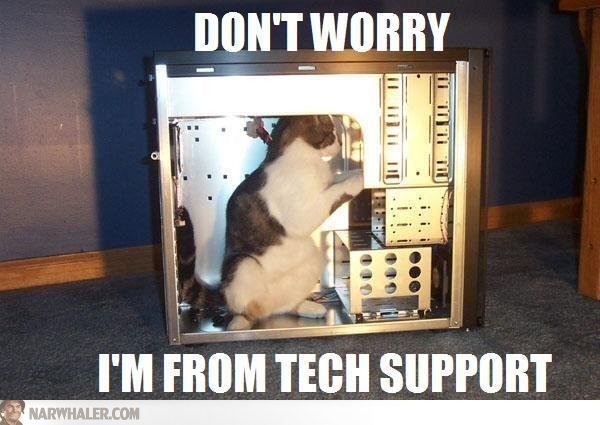 cat-tech-support-fixing-computer-yinhxr.